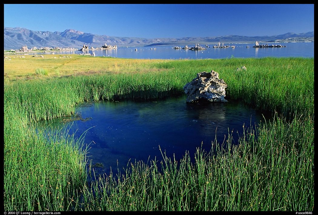 Grasses and spring with small tufa being formed underwater. Mono Lake, California, USA