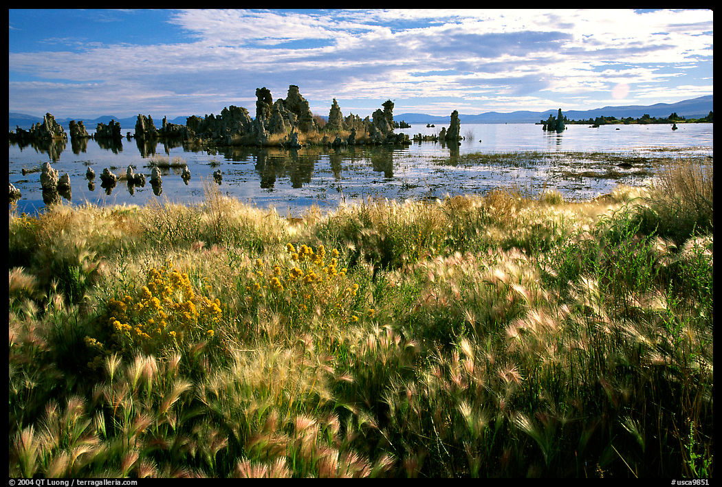Grasses and Tufa towers, morning. Mono Lake, California, USA