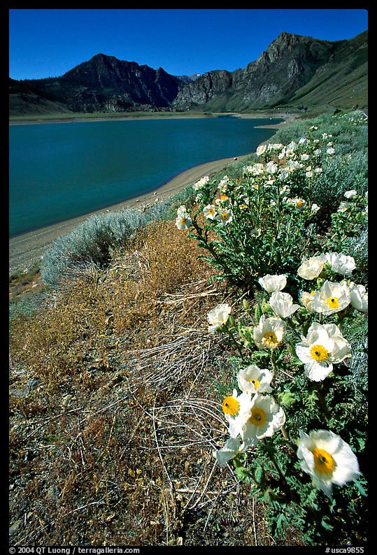 Flowers on the shores of June Lake. California, USA
