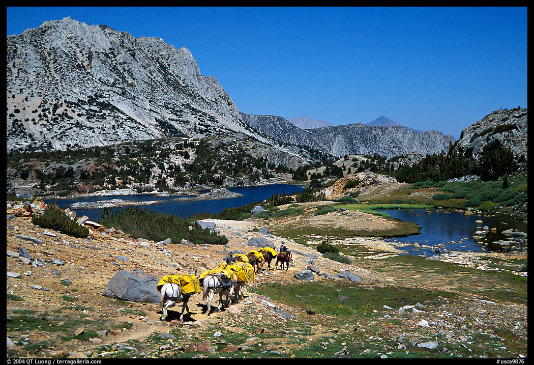 Pack train of horses, Bishop Pass trail, Inyo National Forest. California, USA