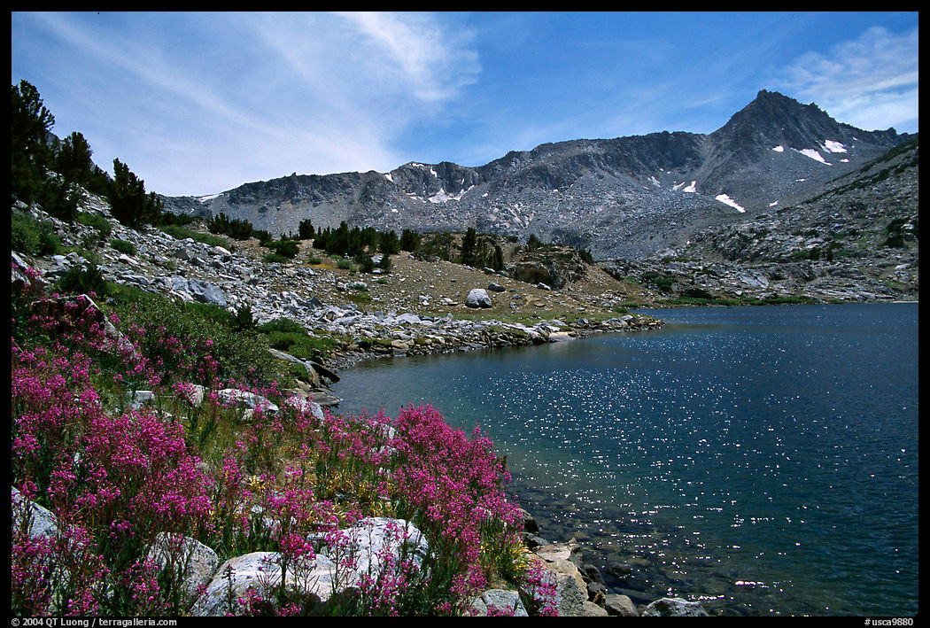 Indian Paintbrush and Saddlebag Lake, Inyo National Forest. California, USA