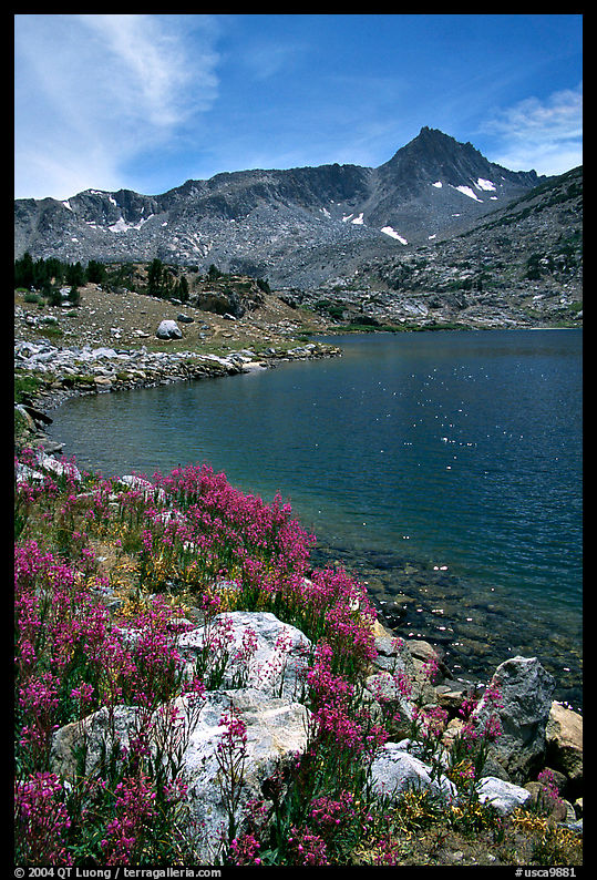 Indian Paintbrush and Saddlebag Lake, Inyo National Forest. California, USA