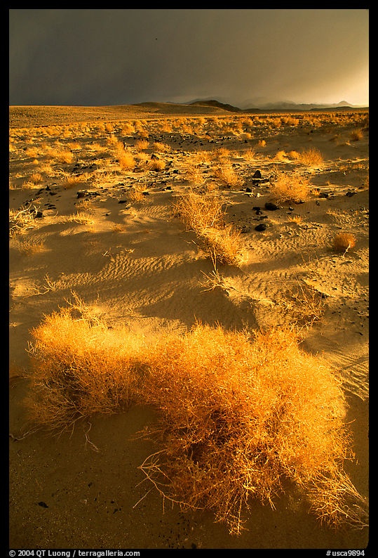 Sage and Inyo Mountains in stormy weather, late afternoon. California, USA