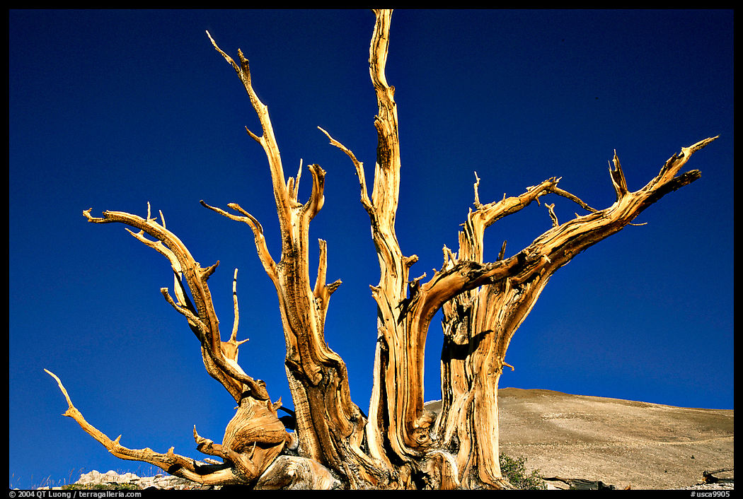 Bristlecone Pine tree squeleton, Patriarch Grove. California, USA