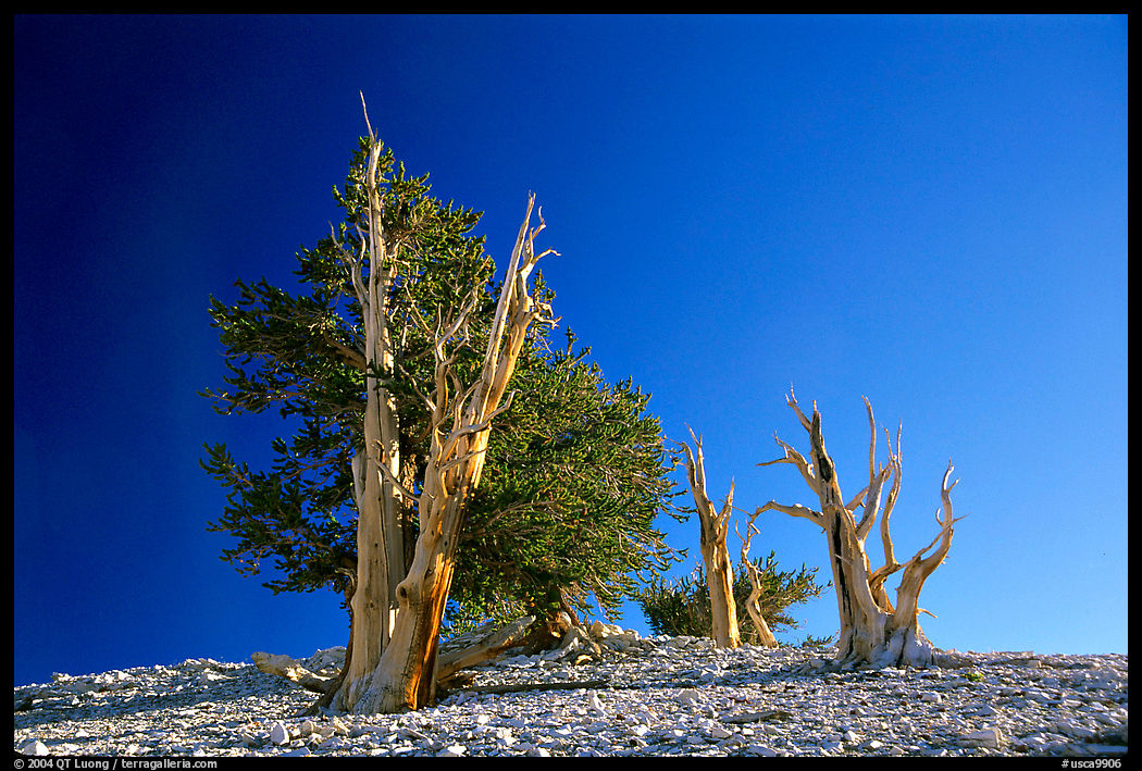Bristlecone Pine trees, Patriarch Grove. California, USA