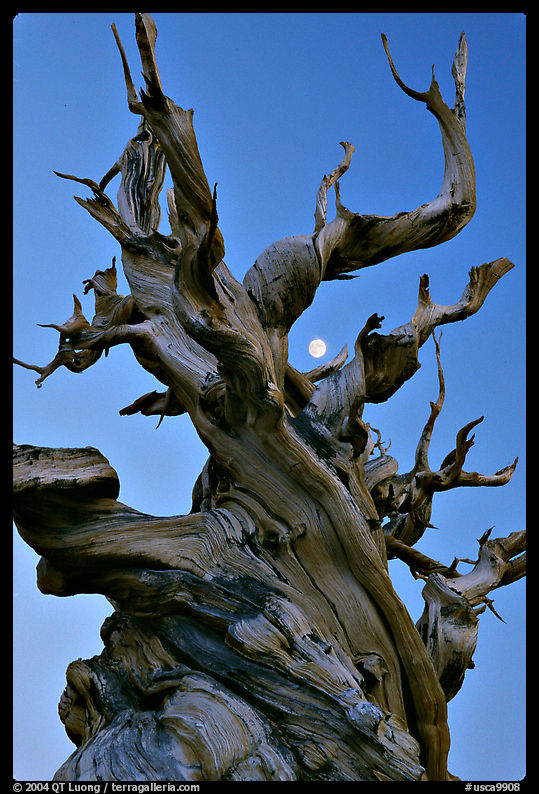 Ancient Bristlecone Pine tree and moon at sunset, Schulman Grove, White Mountains. California, USA