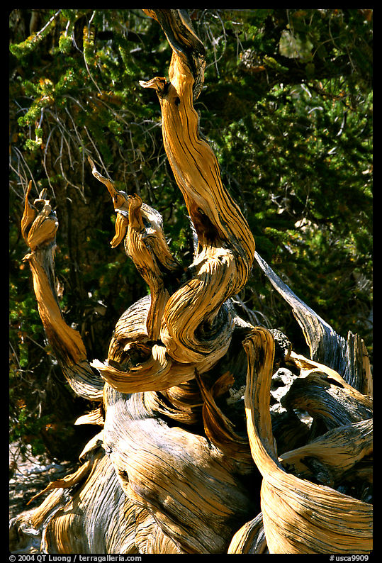Ancient Bristlecone Pine tree, Methuselah grove. California, USA