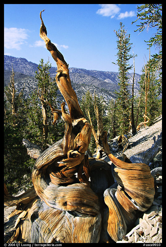 Twisted Bristlecone Pine tree, Methuselah grove. California, USA