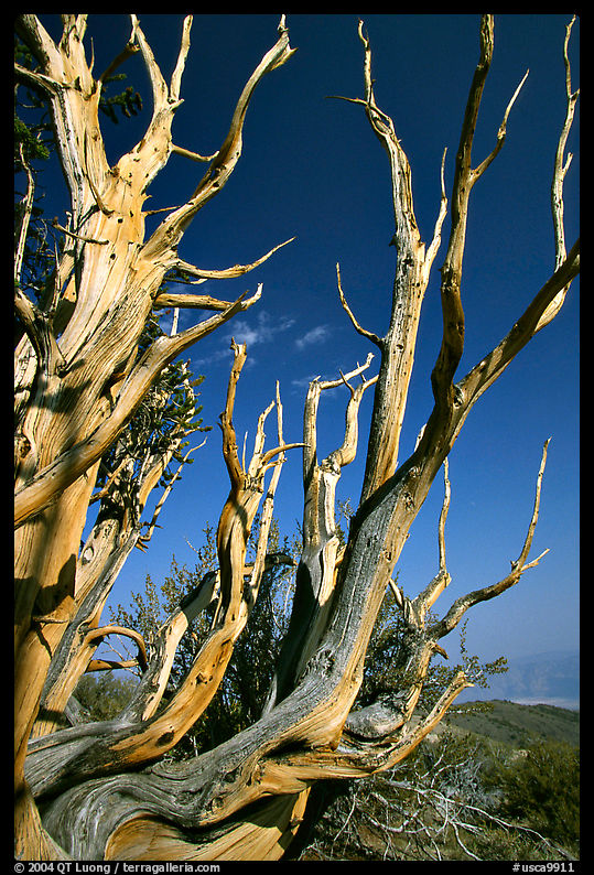 Bristlecone Pine tree squeleton, Methuselah grove. California, USA