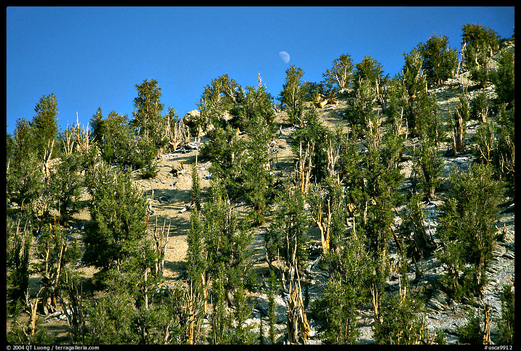 Bristlecone Pine forest, Methuselah grove, White Mountains. California, USA