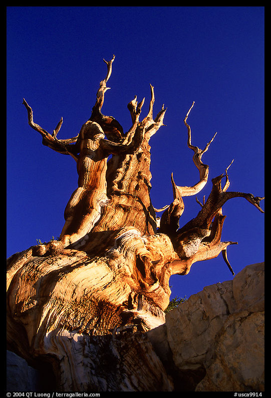 Bristlecone Pine tree, late afternoon, Discovery Trail, Schulman Grove. California, USA