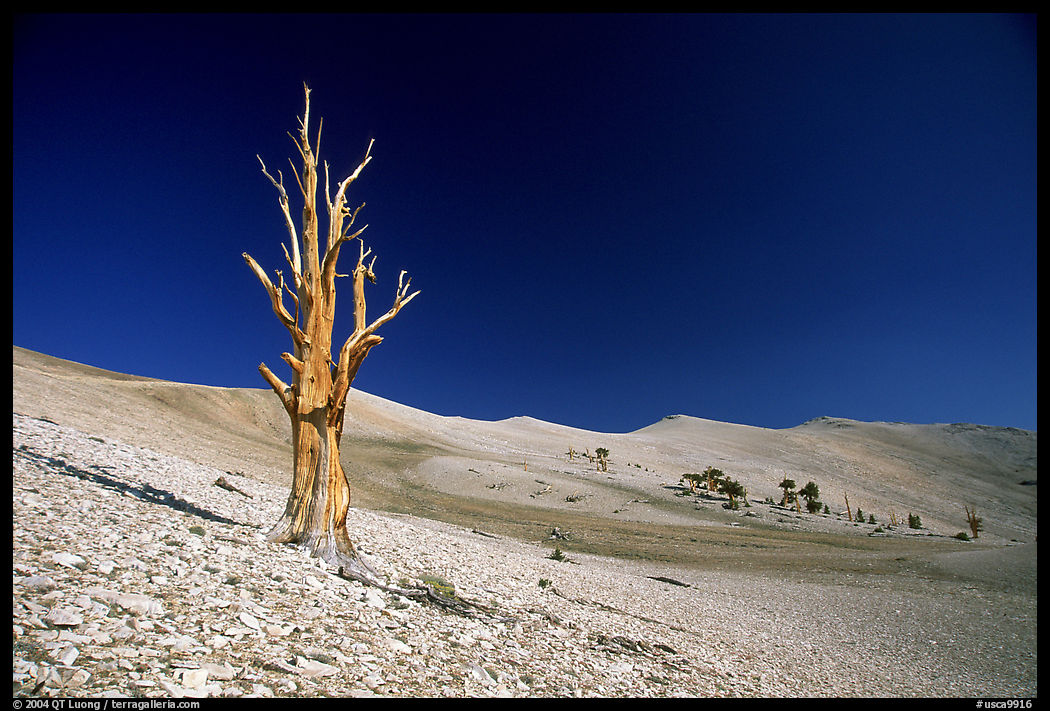 Lone Bristlecone Pine tree squeleton, Patriarch Grove. California, USA