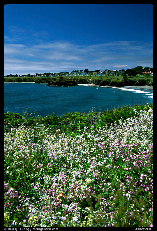 Spring wildflowers and Ocean, Mendocino in the background. California, USA
