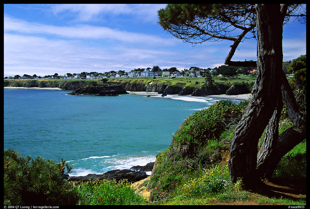 Tree and Ocean, Mendocino in the background. California, USA