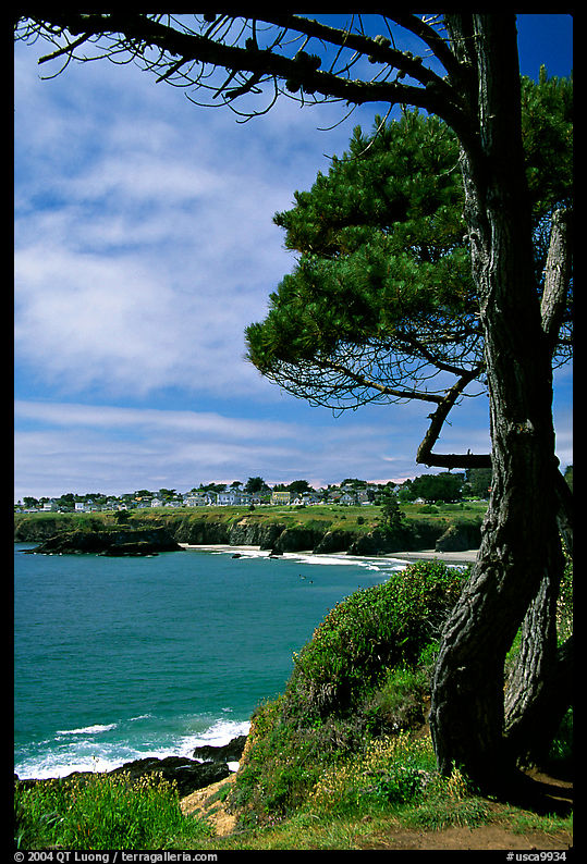 Tree and Ocean, Mendocino in the background. California, USA