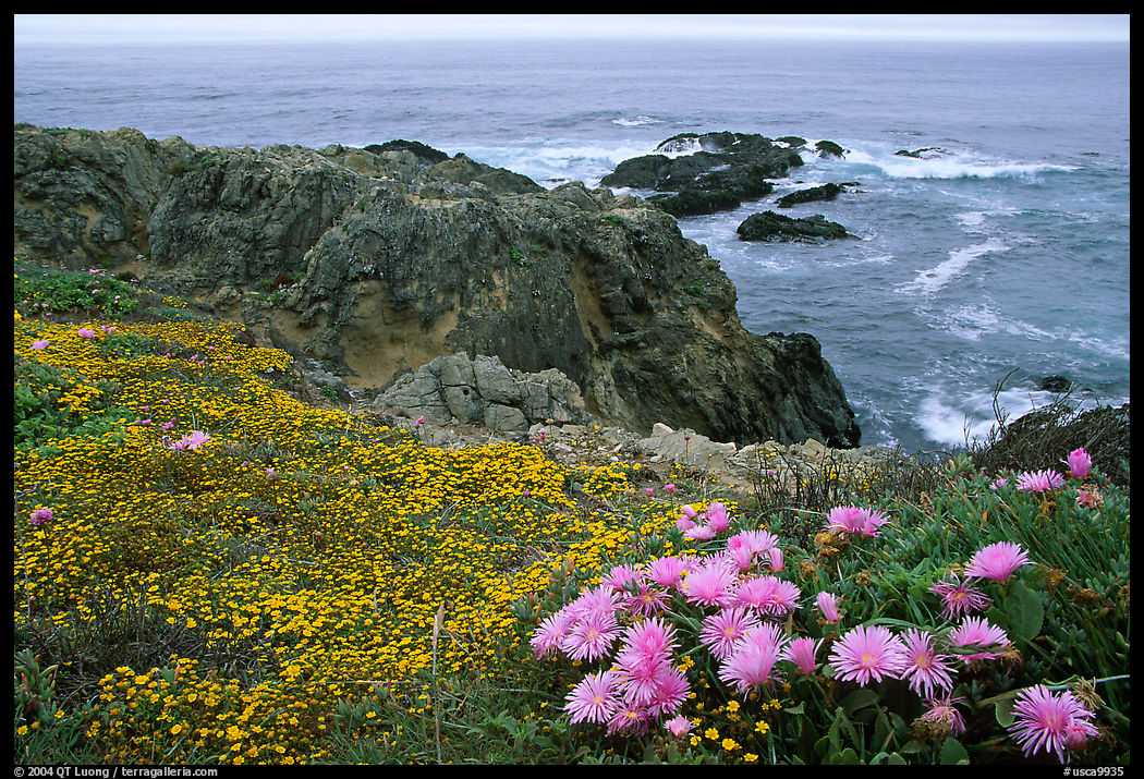 Pink iceplant and small yellow flowers on a coast bluff, Mendocino. California, USA