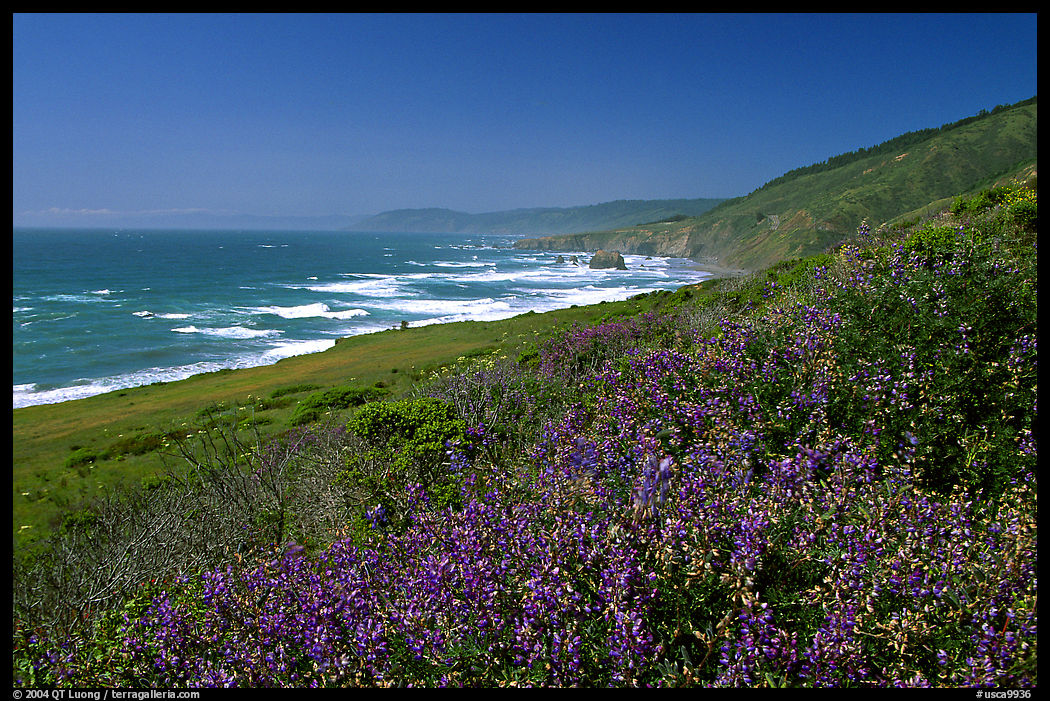 Purple wildflowers and Ocean near Fort Bragg. California, USA