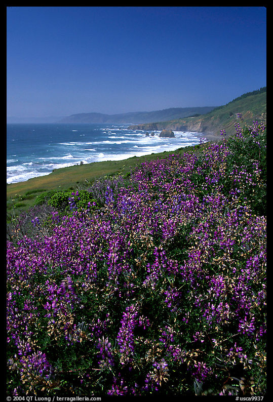 Purple wildflowers and Ocean near Fort Bragg. California, USA