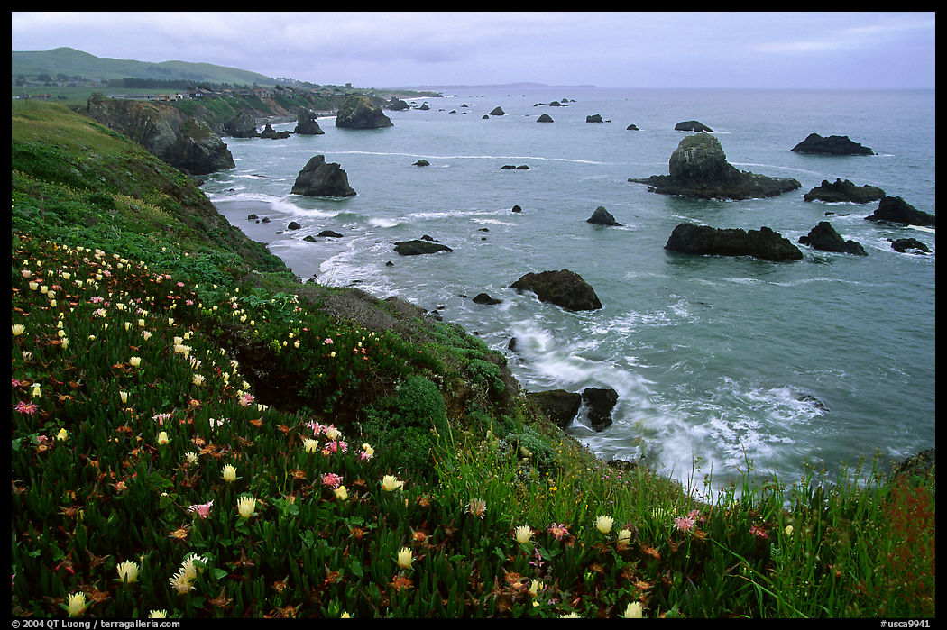 Iceplant and coast near Ocean View. California, USA