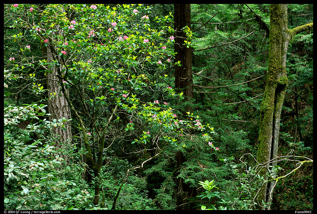 Rododendrons in Kruse Rododendron Preserve. California, USA