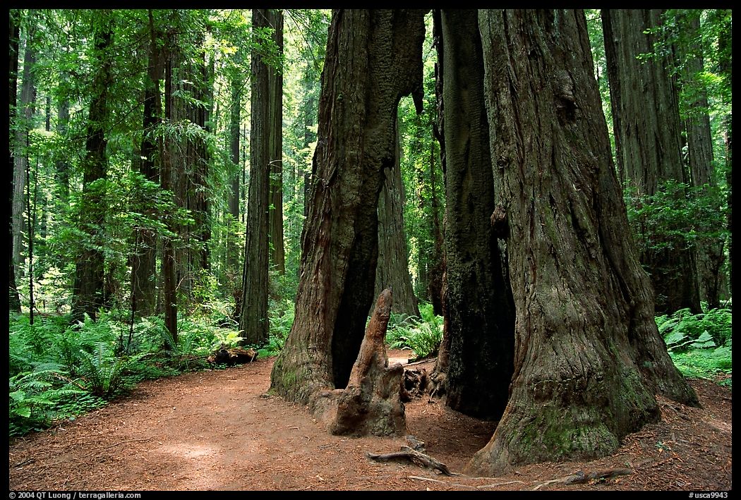 Hollowed tree, Humbolt Redwood State Park. California, USA