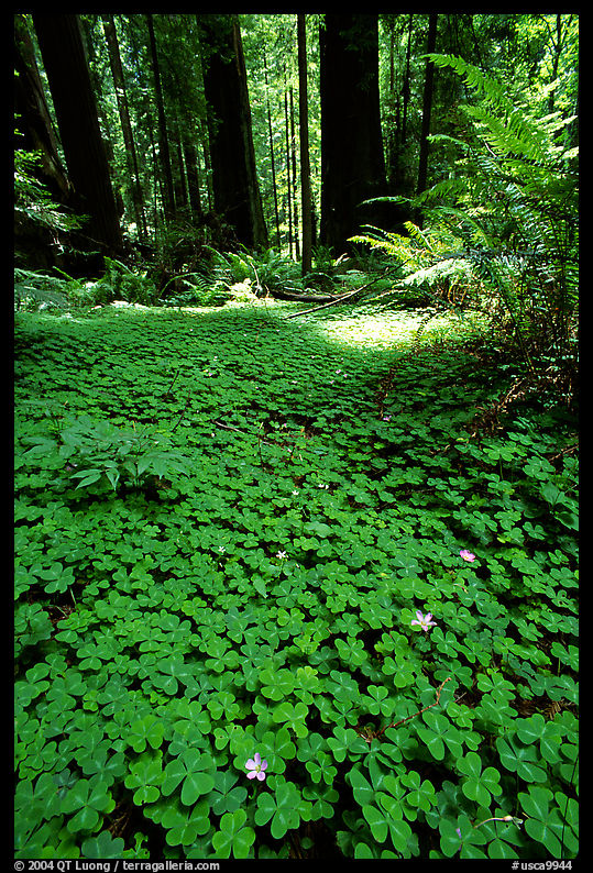 Redwood sorrel (Oxalis oreganum) and Redwoods, Humbolt Redwood State Park. California, USA