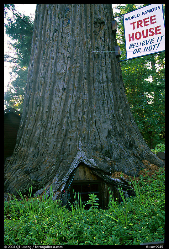 World Famous Tree House,  near Leggett. California, USA