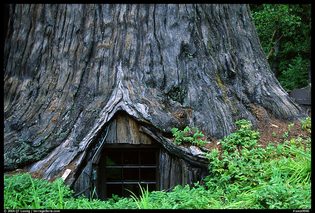Tree House, a room inside the hollowed base of a living redwood tree,  near Leggett. California, USA