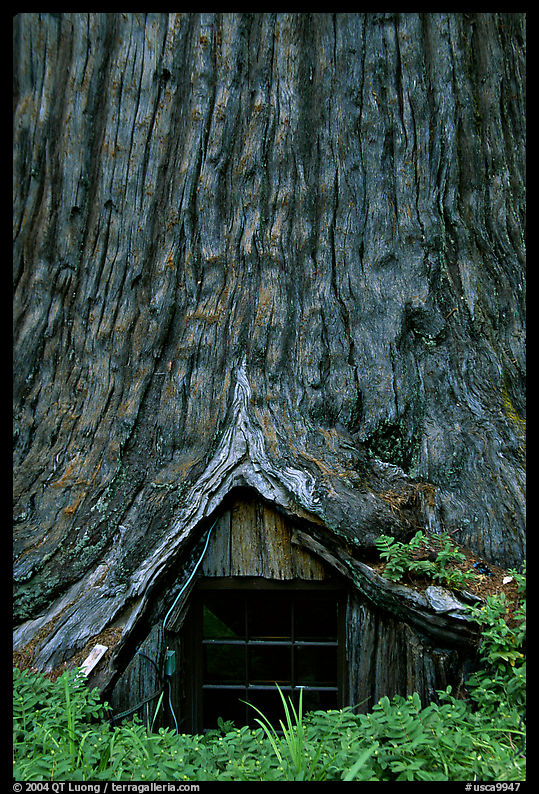 Tree House, a room inside the hollowed base of a living redwood tree,  near Leggett. California, USA