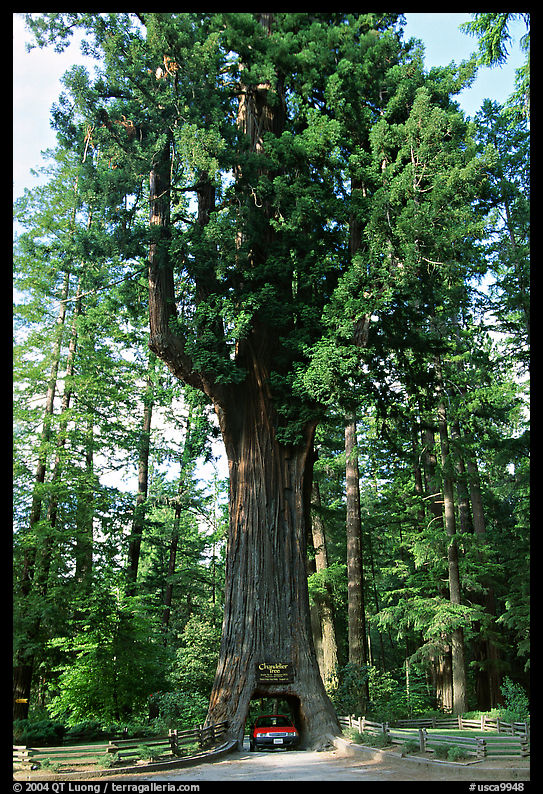 Drive-Through Chandelier Tree, Leggett. California, USA