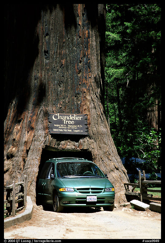 Van driving through the Chandelier Tree, Leggett, afternoon. California, USA