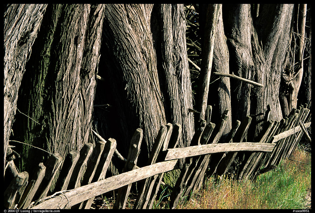 Old fence and trees, late afternoon. California, USA