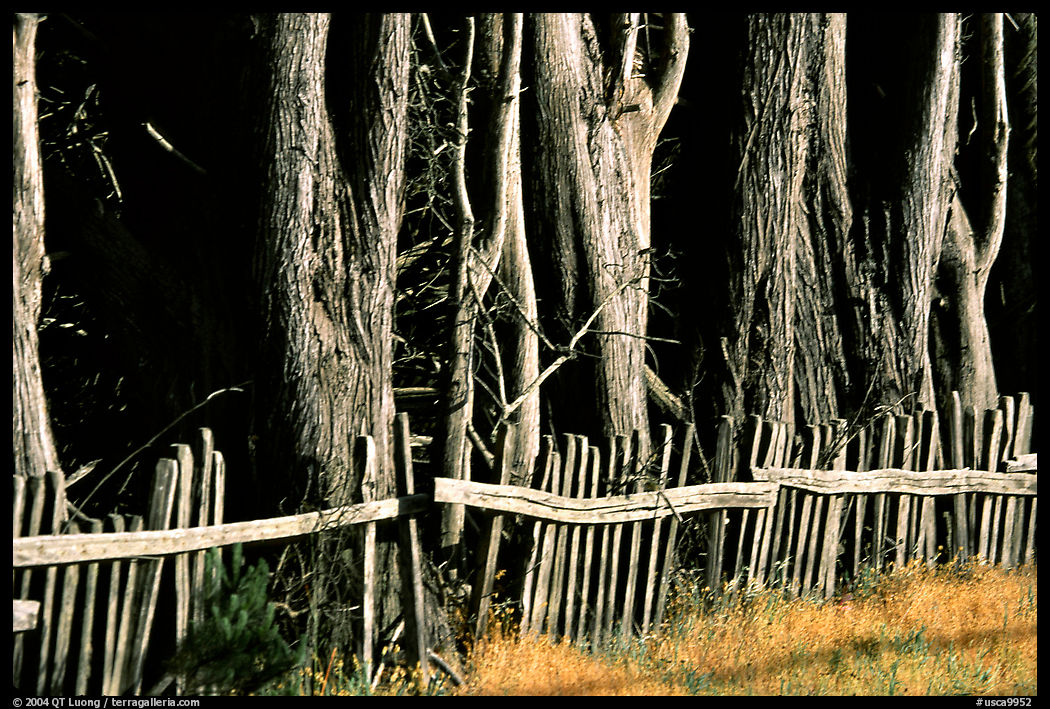 Old fence and trees, late afternoon. California, USA