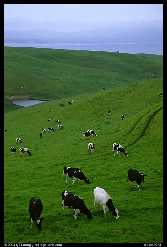 Cows in green pastures near Drakes Estero. Point Reyes National Seashore, California, USA
