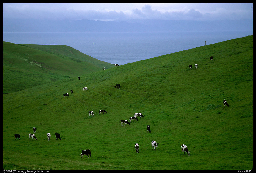 Cows on green hills near Drakes Estero. Point Reyes National Seashore, California, USA