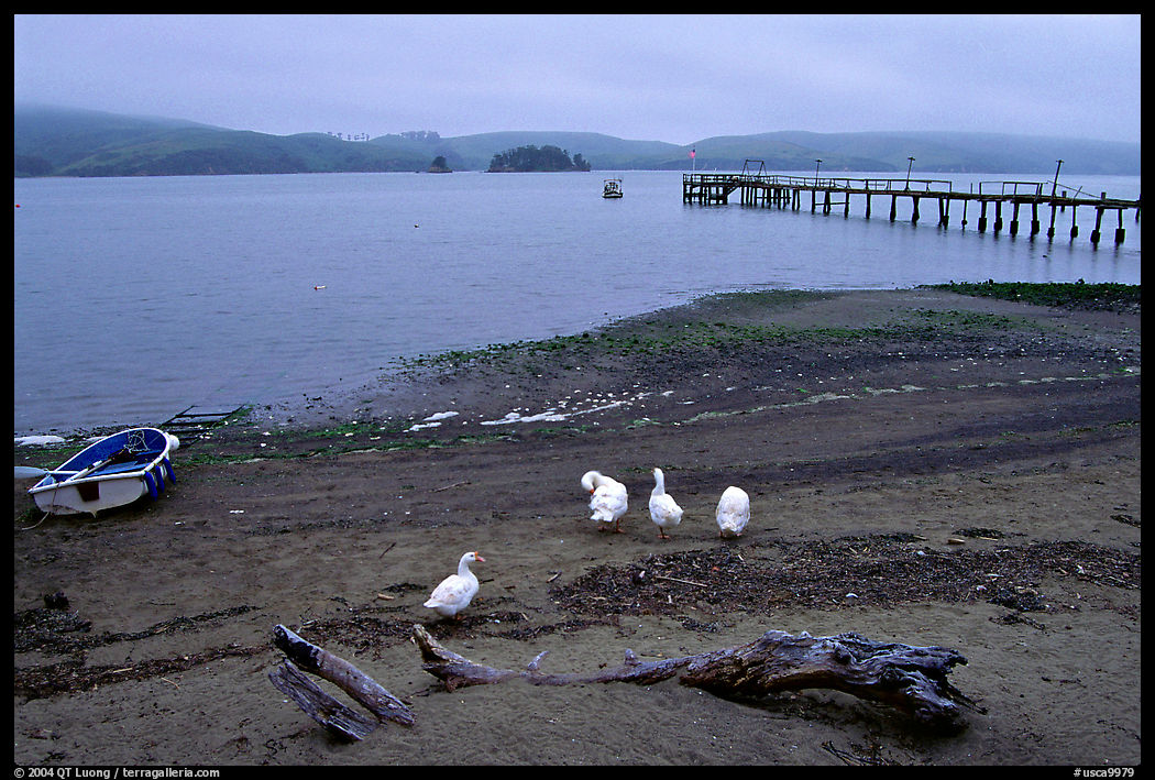 Ducks and Pier, Tomales Bay. SF Bay area, California, USA