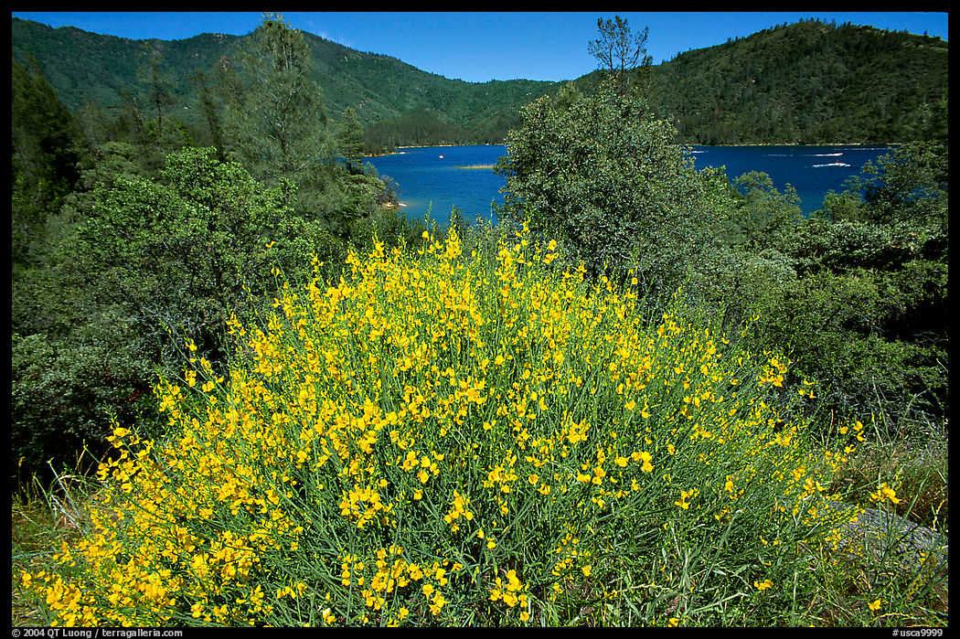 Bush in bloom with yellow flowers, and Shasta Lake criscrossed by watercrafts. California, USA