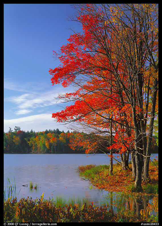 Lake with red maple in fall colors, Hiawatha National Forest. Upper Michigan Peninsula, USA