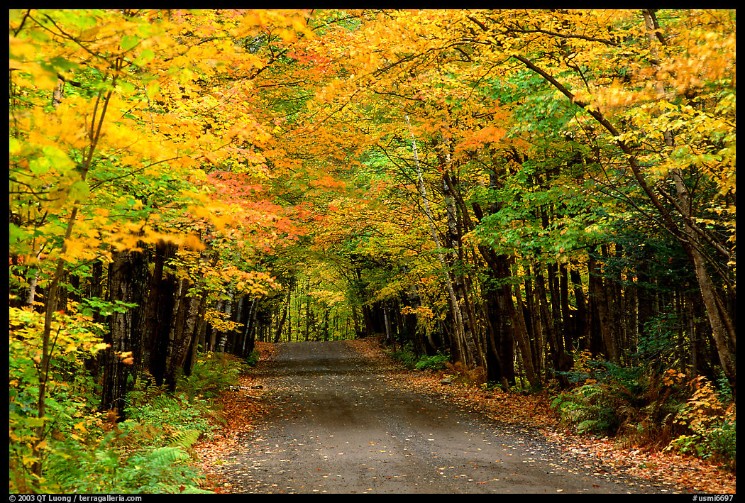 Rural road with fall colors, Hiawatha National Forest. Upper Michigan Peninsula, USA