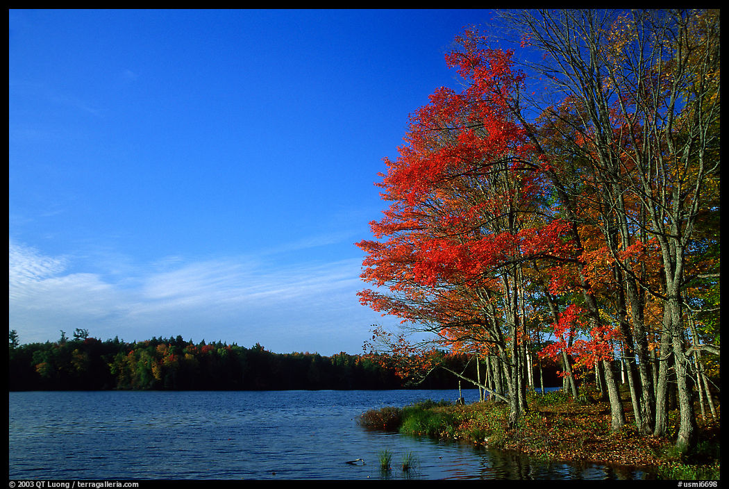 Lake with red maple in fall colors, Hiawatha National Forest. Upper Michigan Peninsula, USA