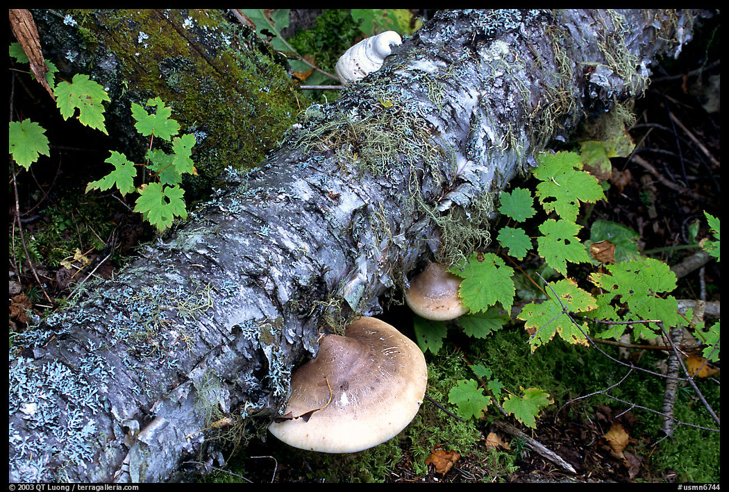 Log and mushroom, Grand Portage State Park. Minnesota, USA