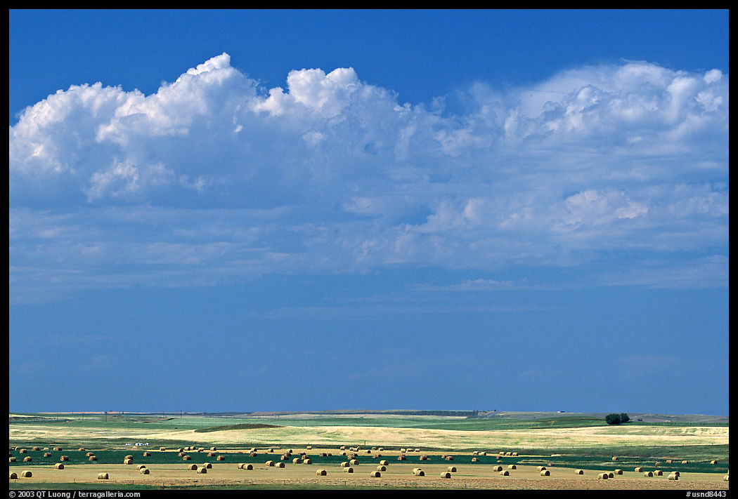 Yellow field with rolls of hay. North Dakota, USA