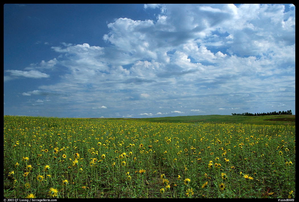 Field with sunflowers and clouds. North Dakota, USA
