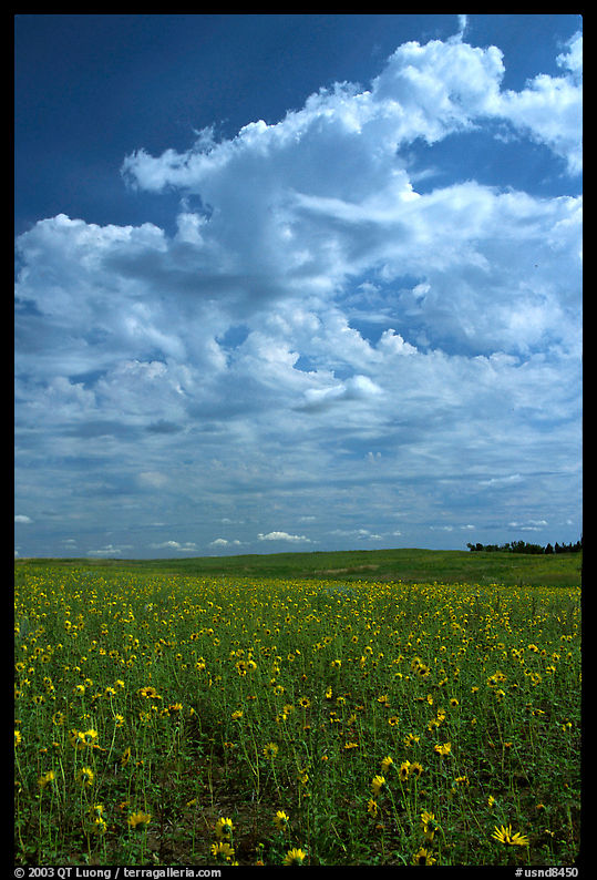 Field with sunflowers and clouds. North Dakota, USA