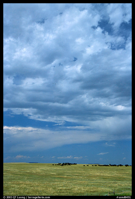 Open pasture with cows and clouds. North Dakota, USA