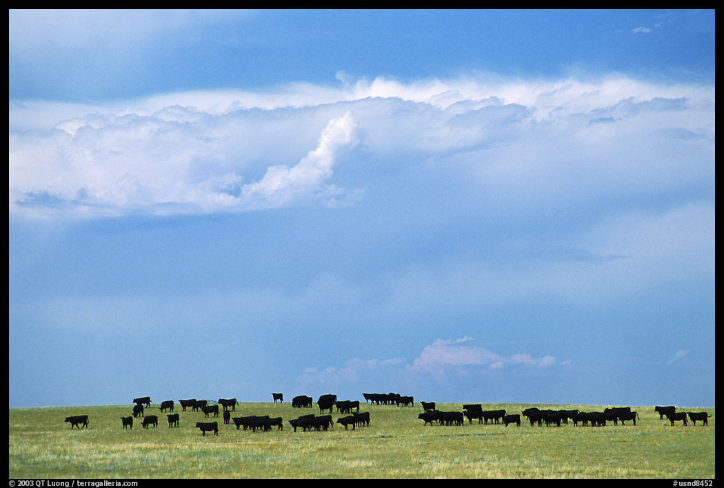 Open pasture with cows and clouds. North Dakota, USA
