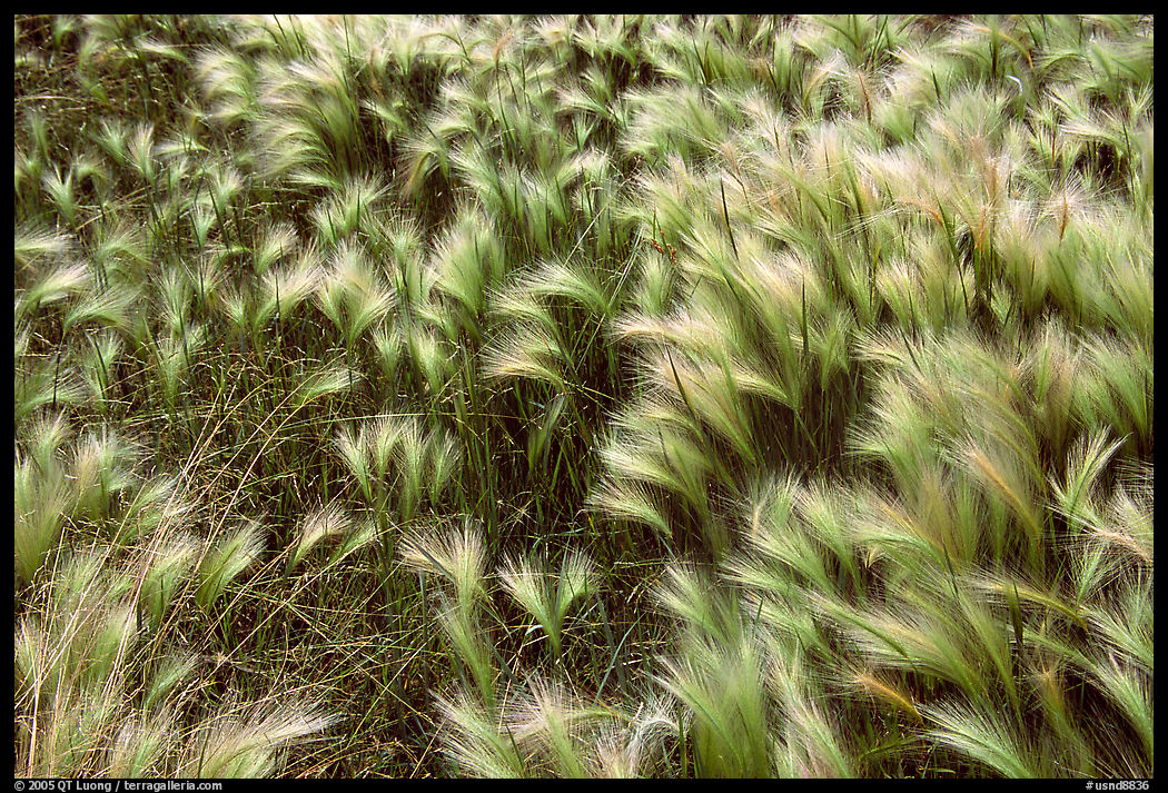 Barley grass. North Dakota, USA