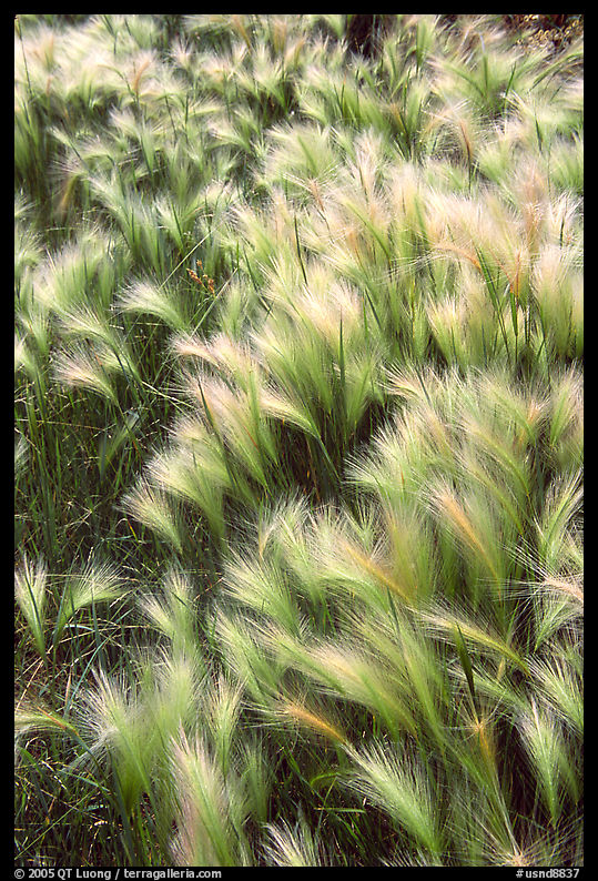 Barley grass. North Dakota, USA