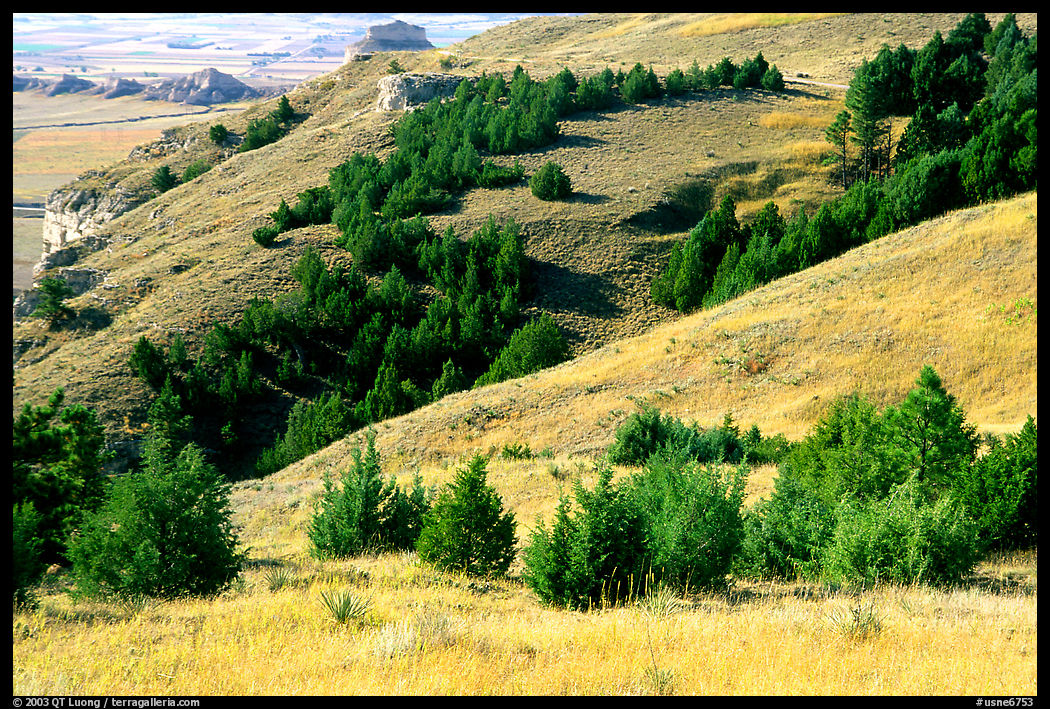 Trees and grasses. Scotts Bluff National Monument. Nebraska, USA