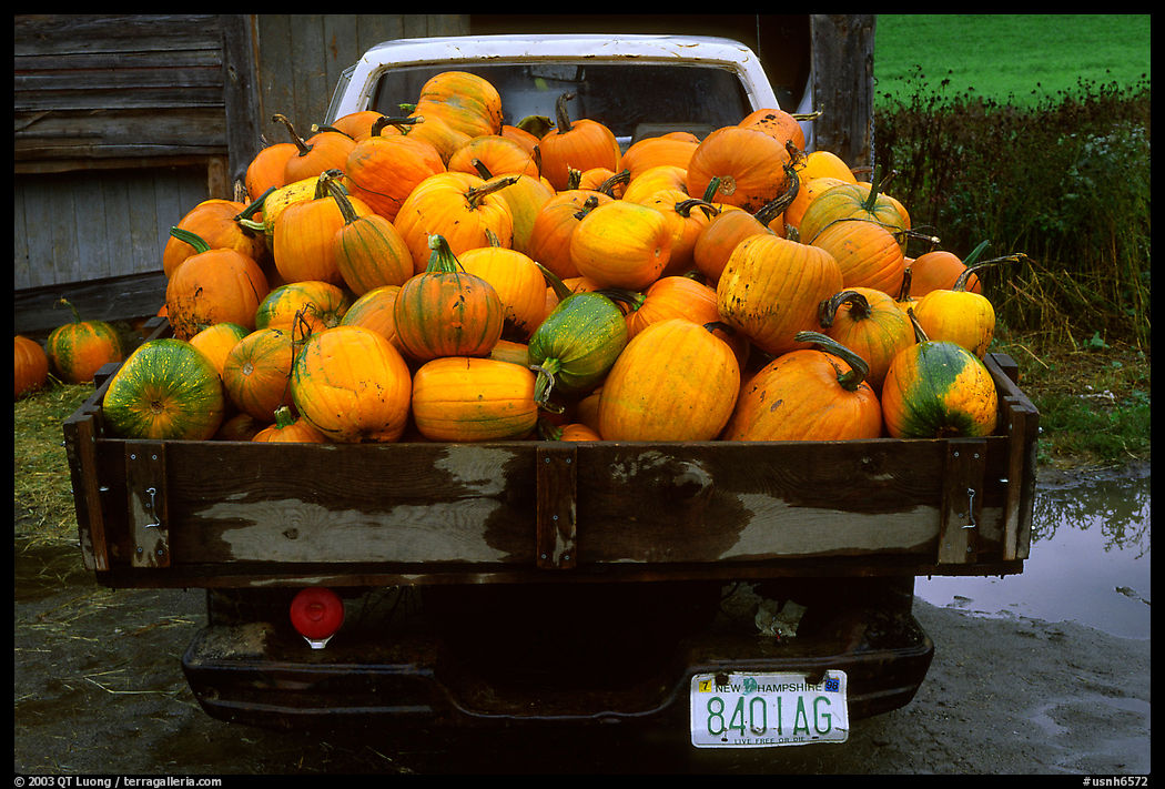 Truck loaded with pumpkins. New Hampshire, New England, USA
